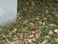 videos de Cemetary Clean-up Part 1
