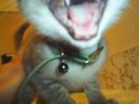 My Kitty Seymour!