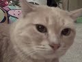 croaking asthmatic cat 2 croaking asthmatic cat 2