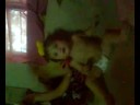 ishi w/chicks