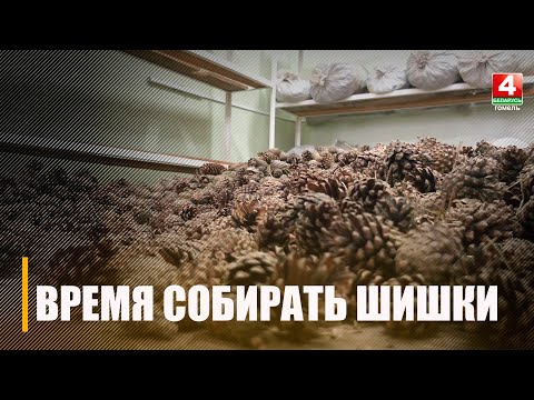 Заготовка шишек видео