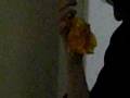 Simon squeezing a tangerine to Embrace emo