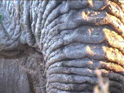 elefant