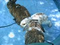 Rabbits In Paddle Pool Rabbits In Paddle Pool