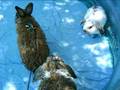 Rabbits In Paddle Pool