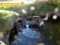 Waschb�r \"Molly\" spielt mit Hund \"Zorbas\"/ Raccoon vs dog