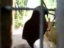 kea-parrot-surprised-lustiger-kea-beim-putzen-berrascht-.html