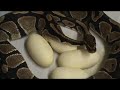 2008 clutch # 9 - part 1 ( egg laying action )