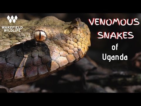 YouTube reptile video