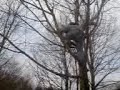 Bingo in a tree