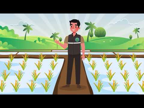 ชาวนายุคใหม่ต้องรู้! เปียกสลับแห้งช่วยได้มากกว่าที่คิด