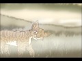 videos de Looking Through the Window
