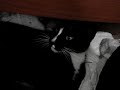Gato encerrado