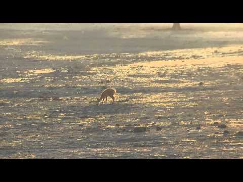 grand national results