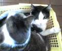 videos de GATA E HIJOS
