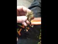 Click here to watch this video Brown haze