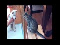 Morris the cat meets his brother George the Kishu Ken