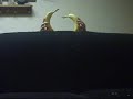 Bobo the suicidal banana-part 2