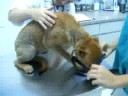 Rosa at the vet Rosa at the vet