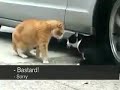 This Cat Betrayed His Girlfriend