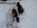 Lyla & Duchess