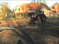 Horseplay with mare and foal Horseplay with mare and foal
