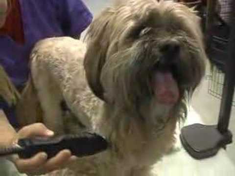 Dog Grooming - The Lhasa