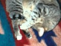 Meine Katzen Lisa und Felix 