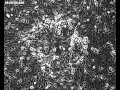 Virus plaque formation
