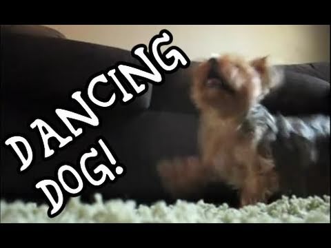 Watch 'Dancing Techno Dog'