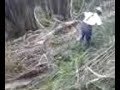 Click here to watch this video Logging on Granstrom Road Part 3