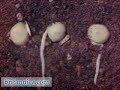 Plant Physiology: Phototropic Response (Britannica.com)