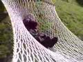 Outdoor Hammocks for Sale default Outdoor Hammocks for Sale