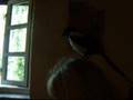Poppe the magpie... The continueing...