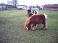 colt,cute,filly