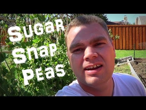 how to keep sugar snap peas fresh