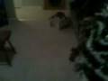 videos de Girl pug humps boy cat