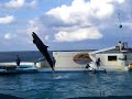 A great jump of False killer whale