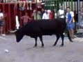 Gata de gorgos Bullrunning 1
