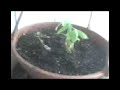 PLANTITA