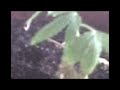 PLANTITA