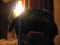 Pug video