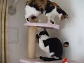 ちょっかい