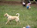 Chihuahua Meetup2 Chihuahua Meetup2