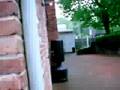 Tommys Journey into the scary backyard