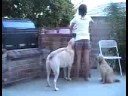 ALPO Real Meat Moments Video Contest