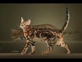 Bengal Cat Slide Show Bengal Cat Slide Show