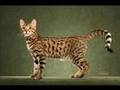 Bengal-cat-slide-show