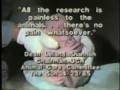 Britches -  Baby Monkey Rescued From Vivisection Lab