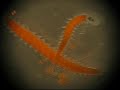 Larval invertebrates 2.wmv Larval invertebrates 2.wmv